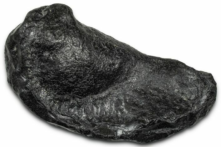 Large Fossil Whale Ear Bone - South Carolina #340259